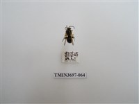 藏品(膜翅目(蜂))的圖片